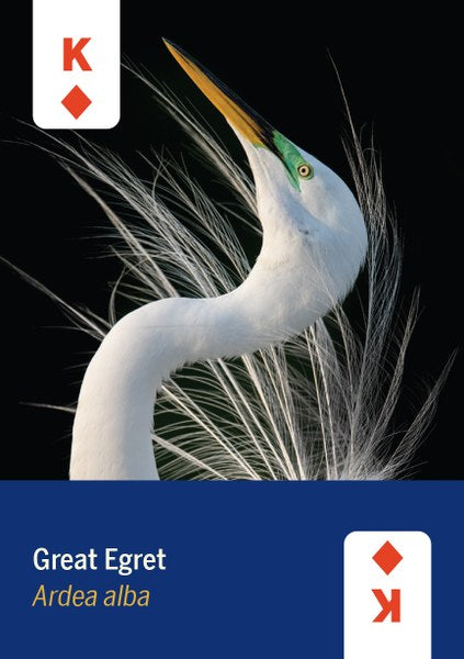 Card Deck - Birds of North America