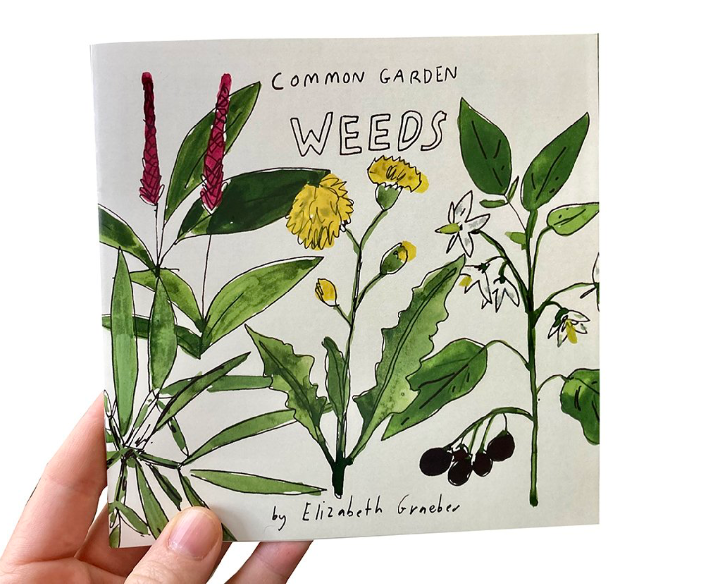 Zine - Common Garden Weeds by Elizabeth Graeber