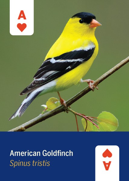 Card Deck - Birds of North America